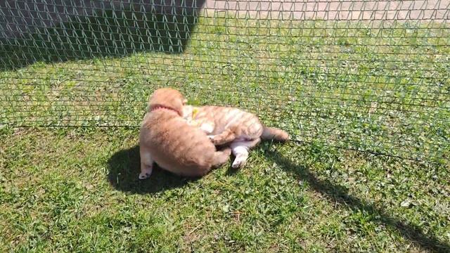 These Two Rolling Meatballs (Kimi & Petunia) Are Just So Adorable!
