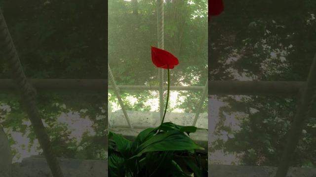 Антуриум смотреть онлайн