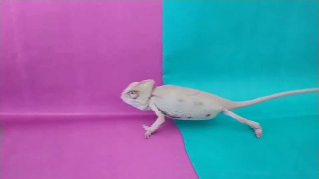 Хамелеон меняет цвет кожи под окружающую среду: миф или реальность? смотреть онлайн