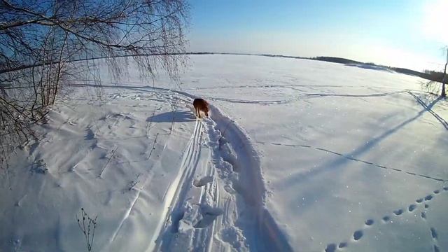 Охота на зайца 5.02.2022г смотреть онлайн