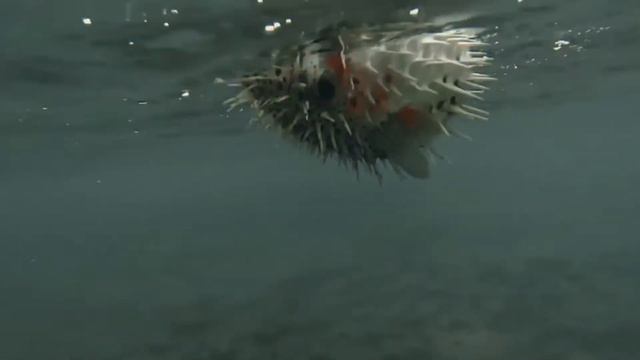 15 Most Dangerous Ocean Creatures In The Planet ! Dangerous Species In The Ocean