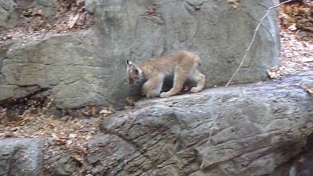 Montreal Biodome Zoo in Québec Canada | Montreal Biodome Zoo Travel Videos Guide смотреть онлайн