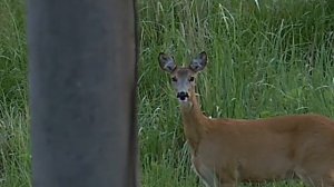 голос самки косули. манок Буталло