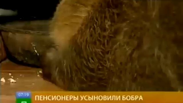 Пенсионеры усыновили бобра смотреть онлайн