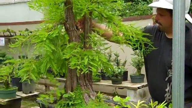 Field collected bald Cyprus with bifurcated trunk смотреть онлайн