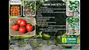 Самый лучший томат в мире 2023 г.!!! Высокоурожайный,сладкий и вкусный томат ПИНК НАГЕТС!!! СУПЕР!!