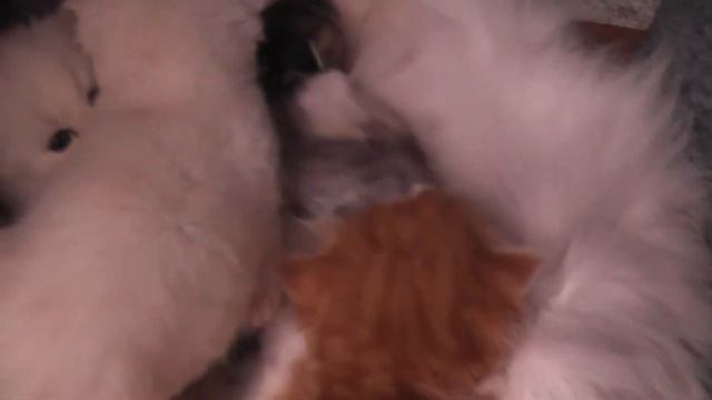 Принцесса с котятами за два дня до первого месячного Дня Рождения смотреть онлайн