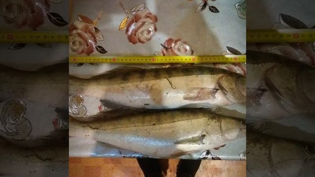 Воспоминания о рыбалке 2019года смотреть онлайн