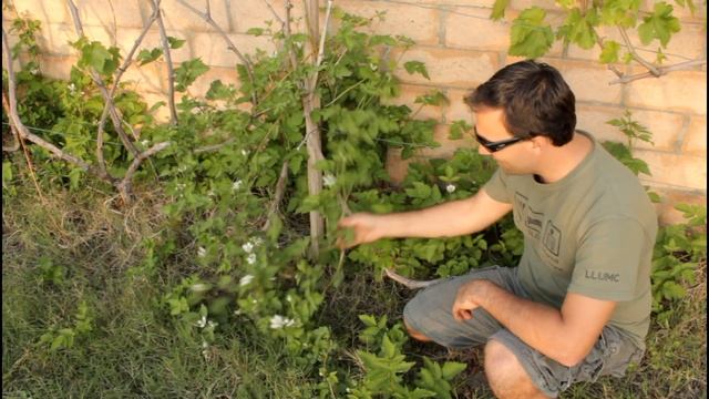 How to Grow Garden Blackberries and Boysenberries with the California Gardener смотреть онлайн