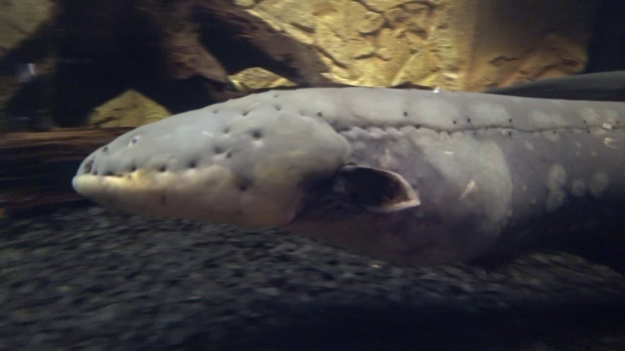 океанариум смотреть онлайн