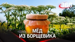 Мед из борщевика: нектар из яда