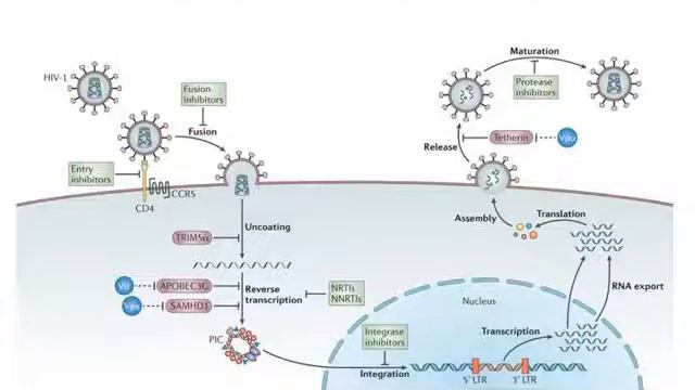 Microbiología Hemoterapias Virología 2020 смотреть онлайн