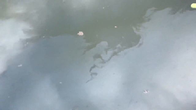 Отработанное масло в пруду смотреть онлайн