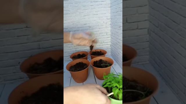 ЖИРНАЯ РАССАДА СРАЗУ не заглубляйте Корневую ШЕЙКУ смотреть онлайн