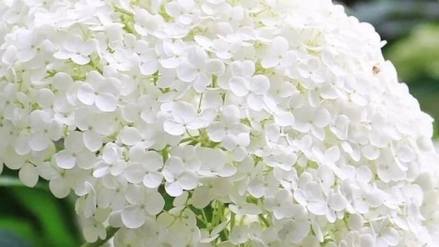 Snowball Bush смотреть онлайн