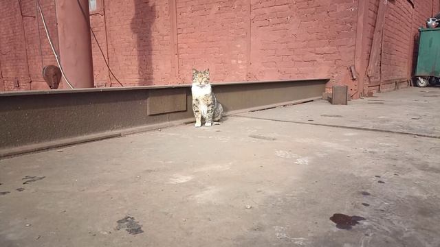 Кошки на заводе 03 (с муз.) смотреть онлайн