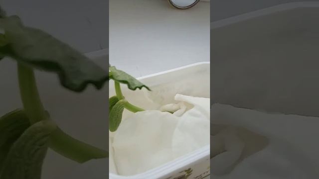 10 день после посадки фосольки смотреть онлайн