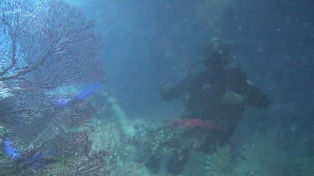 Golden Arches Dive Site, Beqa Lagoon, Fiji смотреть онлайн