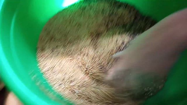 Делаю корм для моих попугаев.