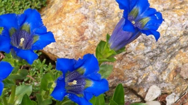 Gentiana acaulis-Spring Gentian смотреть онлайн