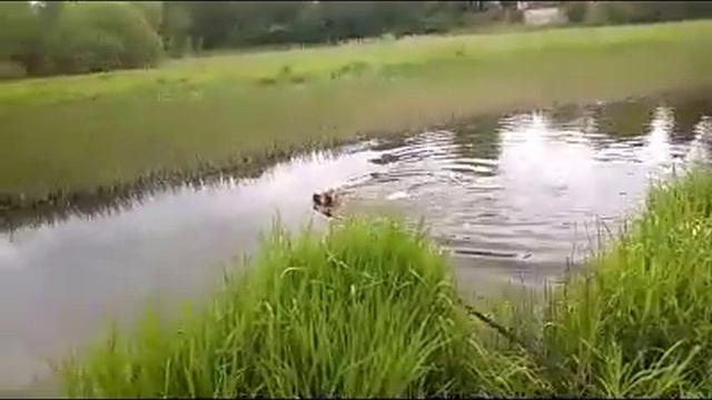 Americanakita Американская Акита смотреть онлайн