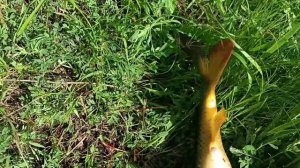 Охота с рогаткой (рыбалка с рогаткой)Нерест сазана.