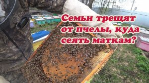 СОСТОЯНИЕ СЕМЕЙ ВОСПИТАТЕЛЬНИЦ, РАЗБОР ПЧЕЛОСЕМЬИ И РАСШИРЕНИЕ ГНЕЗДА.