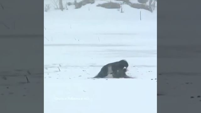 Глухарь и Косач... смотреть онлайн