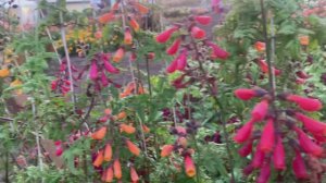 Чилийская лоза, или эккремокарпус. Трудное чудо!