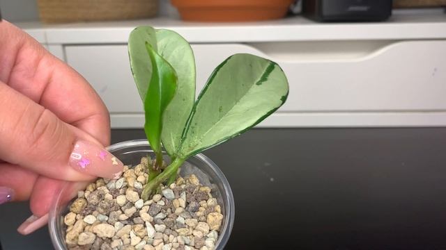 A Look At: Hoya AH 047 Super Splash And Silver!