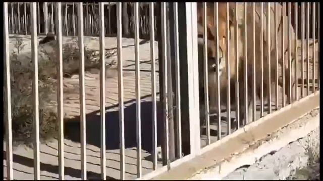 ❤️Лев Тигран и последствия стихии в Старооскольском зоопарке.#animals #lions #левтигран смотреть онлайн