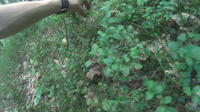 Сбор черники в лесу. Когда собирать чернику? Поиски крупной ягоды. смотреть онлайн