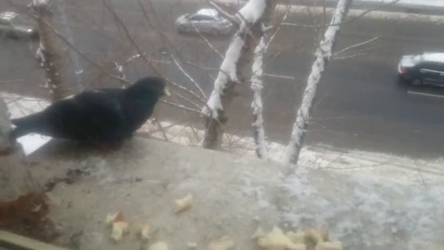 Голубь клюет хлеб смотреть онлайн