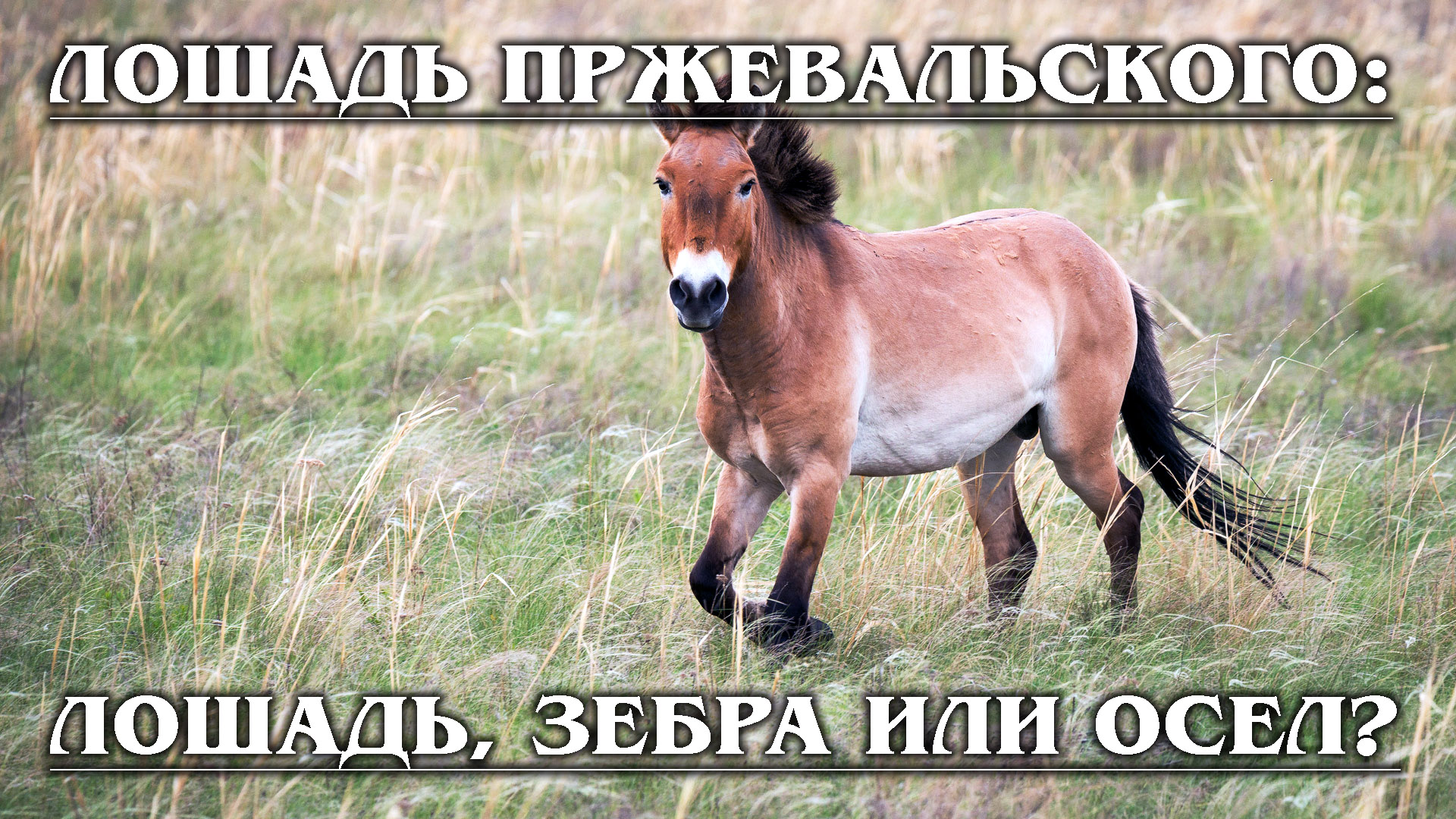 ЛОШАДЬ ПРЖЕВАЛЬСКОГО: Загадочная помесь зебры, осла и лошади | Интересные факты про лошадей смотреть онлайн