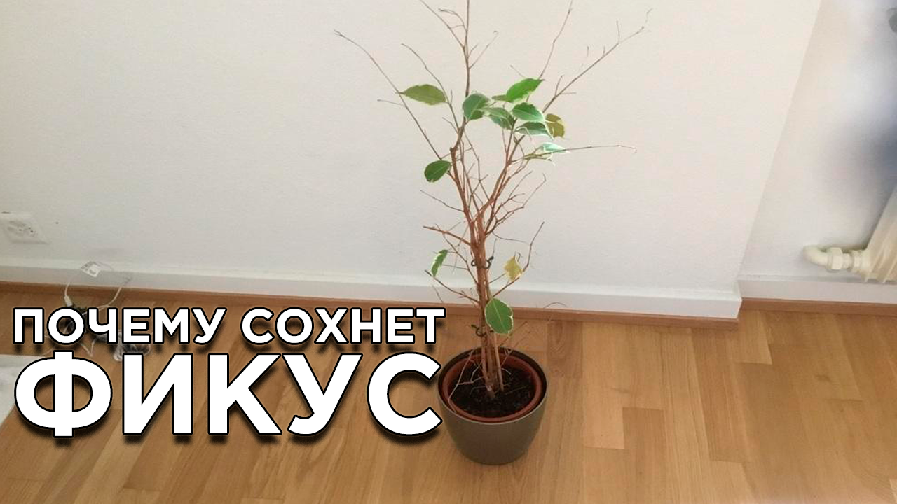 Почему засыхает и облетает фикус