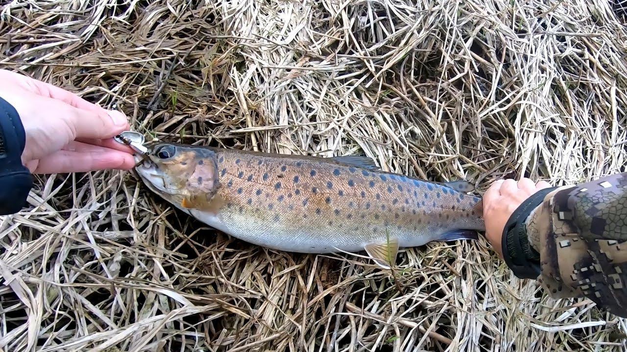 Не ожидал здесь поймать ЛЕНКА! Вечерняя рыбалка на ультралайт на малой речке смотреть онлайн