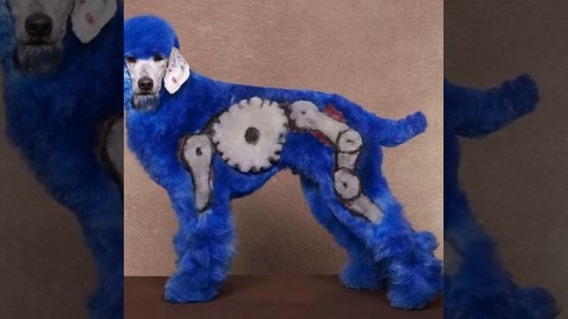 Необычные стрижки животных смотреть онлайн