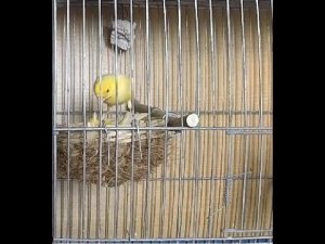 Разведение канареек.