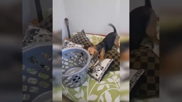 Best Funny Animal Videos 2022 😺 - Funny CATS will make you LAUGH like a drain 36#short#short смотреть онлайн