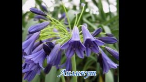 Агапантус - растение переднего плана