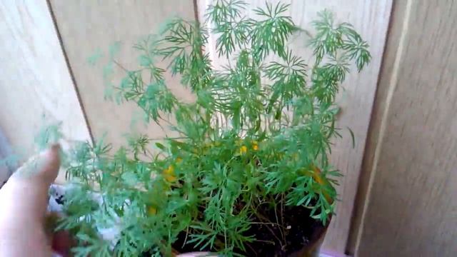 Секреты, как быстро и легко вырастить укроп на балконе или подоконнике смотреть онлайн