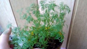 Секреты, как быстро и легко вырастить укроп на балконе или подоконнике