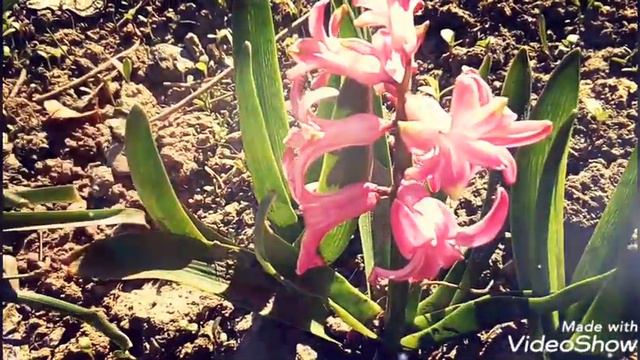 ВЕСНА ПРИШЛА КРАСОТУ ПРИНЕСЛА смотреть онлайн