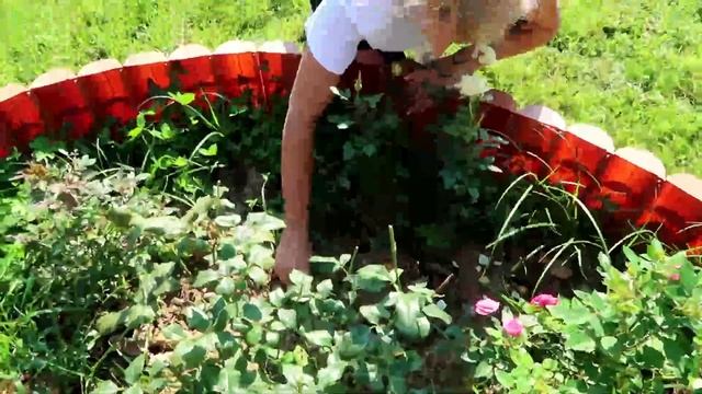 Новинки для дачи/Про мою болезнь/В лесу стало страшно... смотреть онлайн