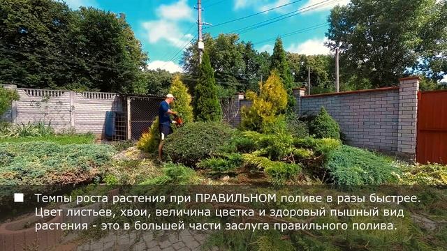 Основы правильной посадки и уход за растениями. Топирная стрижка. Ниваки. смотреть онлайн