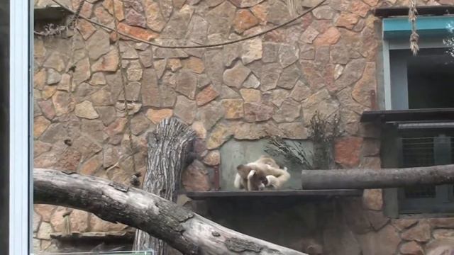 Забавное семейство гиббонов с малышом. Ленинградский зоопарк в Санкт-Петербурге смотреть онлайн