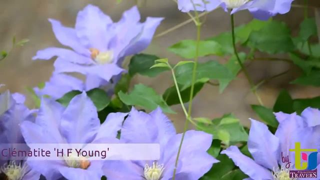 Clématite 'H F Young' - Pépinières TRAVERS - Spécialiste des plantes grimpantes смотреть онлайн
