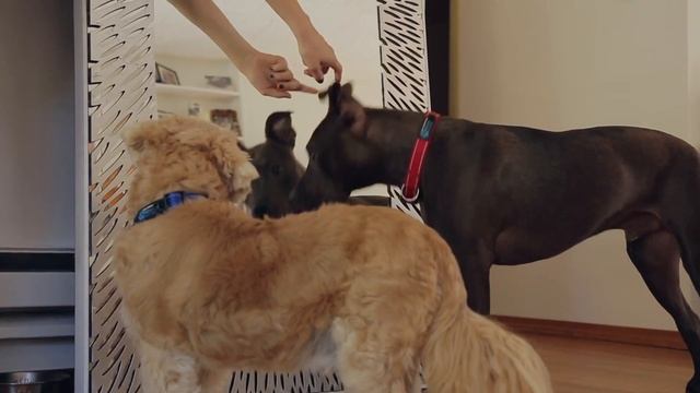 Do Dogs Recognize Their Reflection In The Mirror? смотреть онлайн