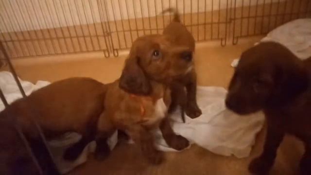 Гуттара Везер смотреть онлайн