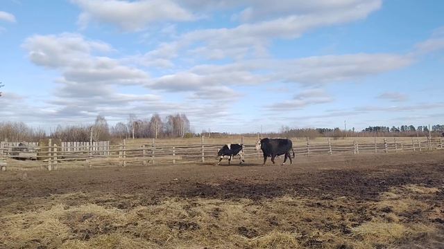 Выгон скота (2 часть) смотреть онлайн